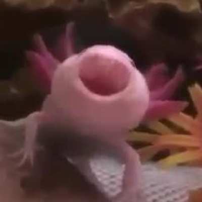 Ajolote time- someone plzzzzzz do tit!!!!