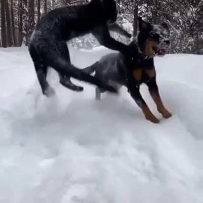 Rottweiler The Only Service Dog Certified To Teach Black Panthers To Be Panthers