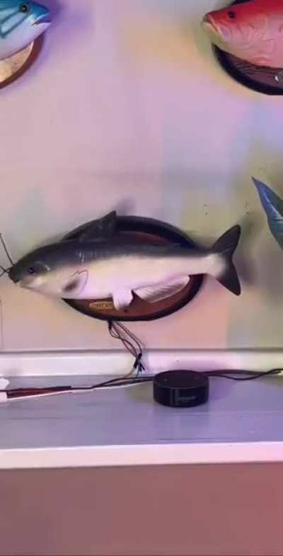 Fish