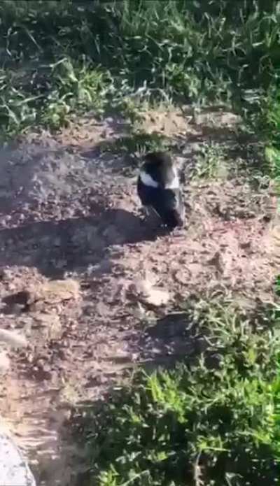 Squeak!