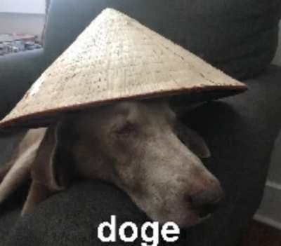 Doge.