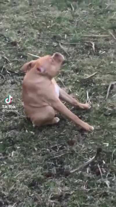 Cachorrinho cururu