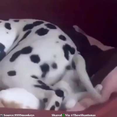 Dog troubling cat.