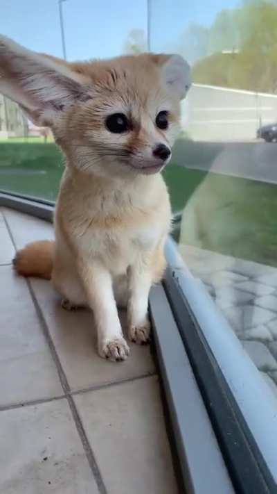 Yay Foxxo😍