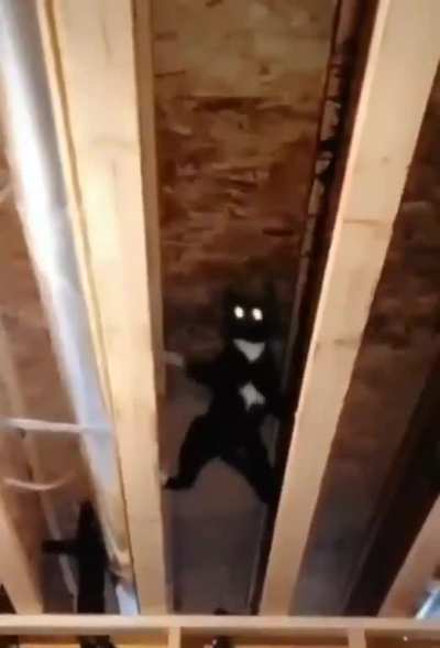 Super cat!