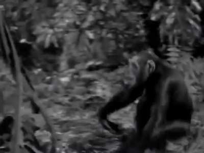 Tarzan in the 30s was wild