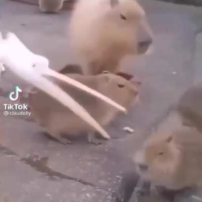 You can't eat a capybara