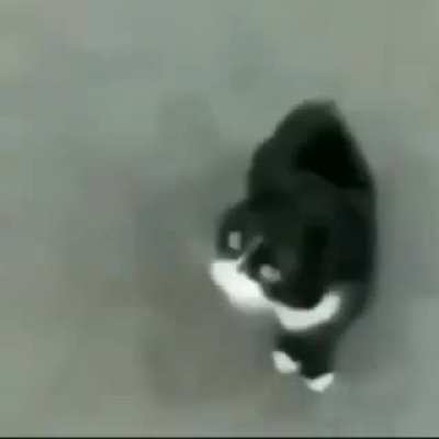 Meow