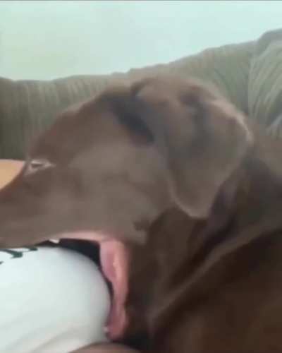 Yawn!
