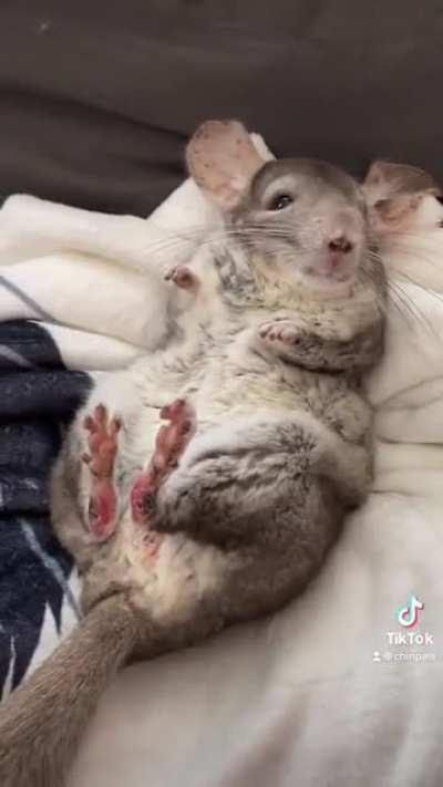 Titanic in 60 seconds by the Chinpals 🐭
