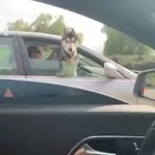This dog …