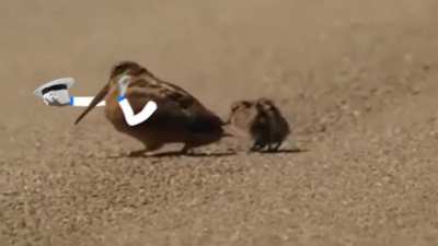 American woodcock feeling the rhythm