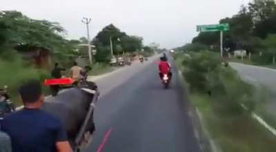 Buffalo teaches humans a nasty lesson