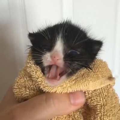 Illegally Smol Rawr