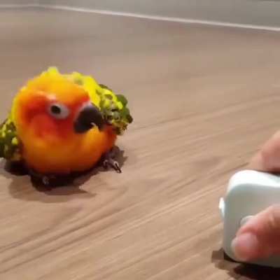 Look at him go