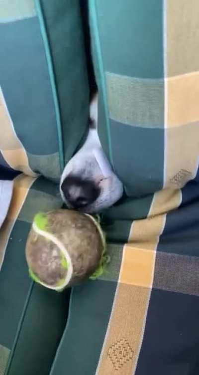 Peek a boop!