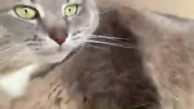 Kitty so cute 🥰