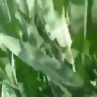 omg corn