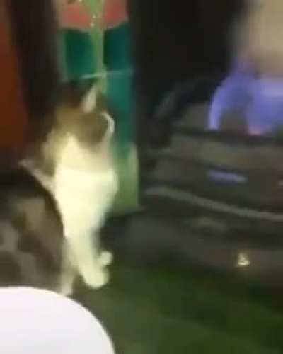Poor gato