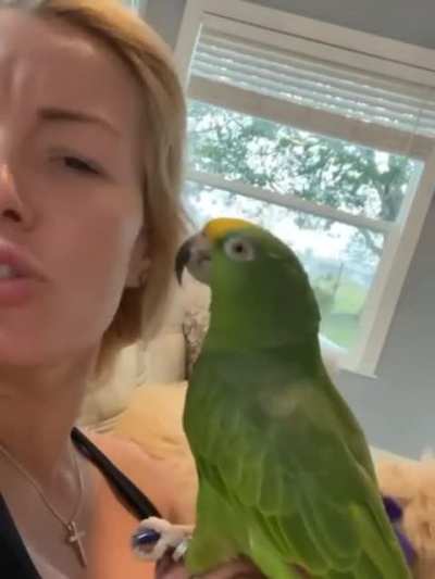 Dog vs Parrot