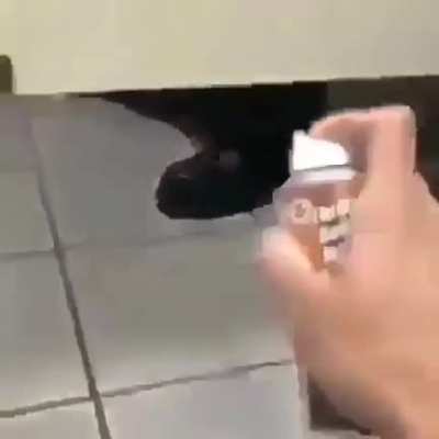 Xd