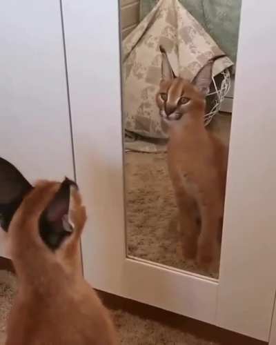 Свет мой зеркальце, скажи