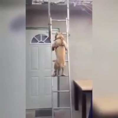 And you think this is a dog?