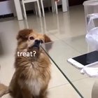 Dog Physics
