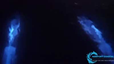 🔥 Dolphins in bioluminiscence