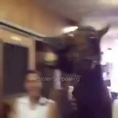 caballo uwu