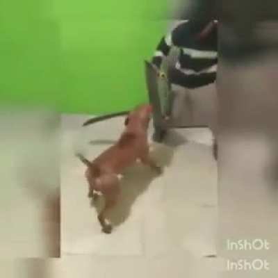 Machete dog