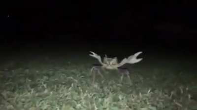Yeah, mr.crabs (respira) AHHHHHH