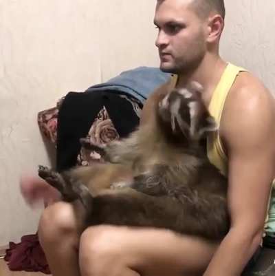 Крошка енот