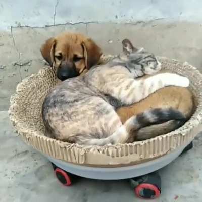 The goodest pillow, Credit to u/cyan1618