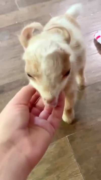 Smol unit