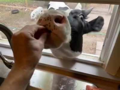 Jenna coming up to the window for a snack