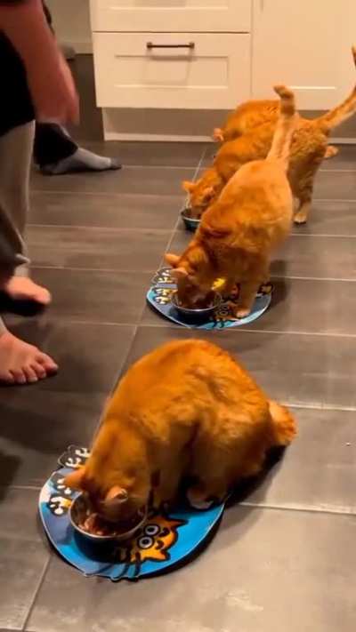 What an amazing Ginger boys.