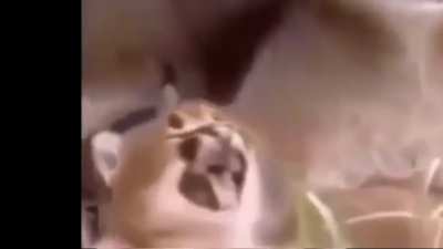Small floppa want some apple(sus)😳