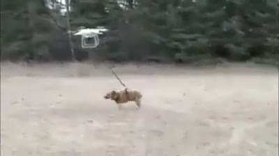 bobi se fue al cielo