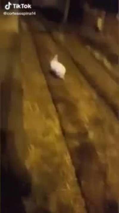 Amogus
