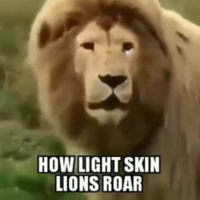 drizzy lion??😂🤯