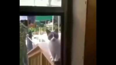Allah diyen kedi