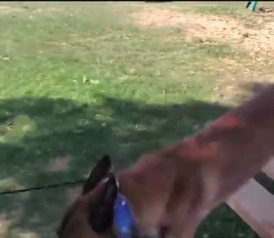 This dog is a different breed