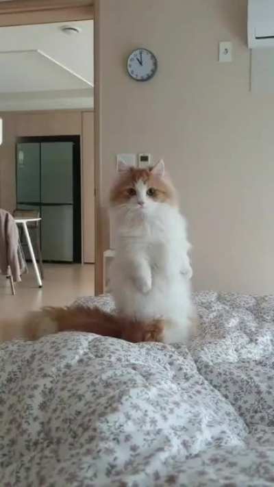 Cat.
