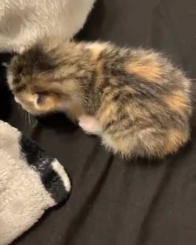 Just wants to be petted
