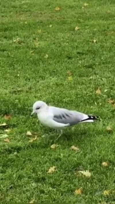 The bird is dancing
