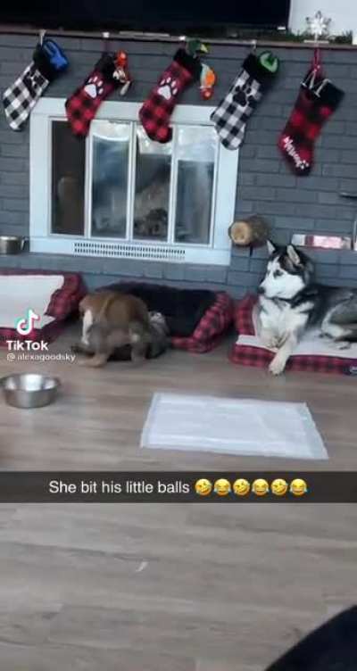 Poor pup was violated