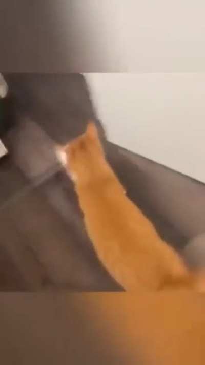 Normal orange cat behavior