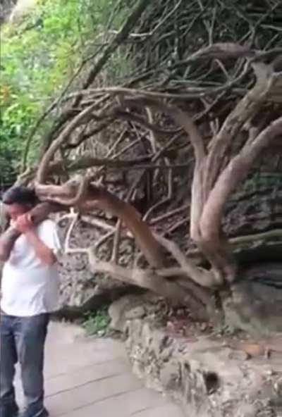 Selfie using a tree branch as a props