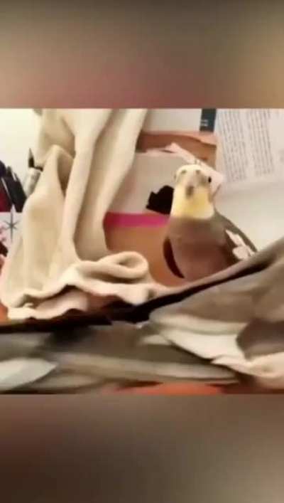I love parrots...